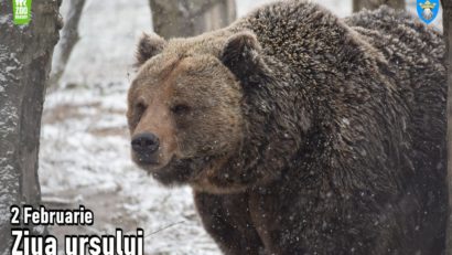 ”Ziua ursului, sărbătorită la Grădina Zoologică din Brașov