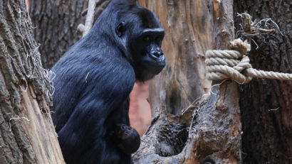 Papagali Ara și gorile, pe lista de achiziții a conducerii Zoo Brașov