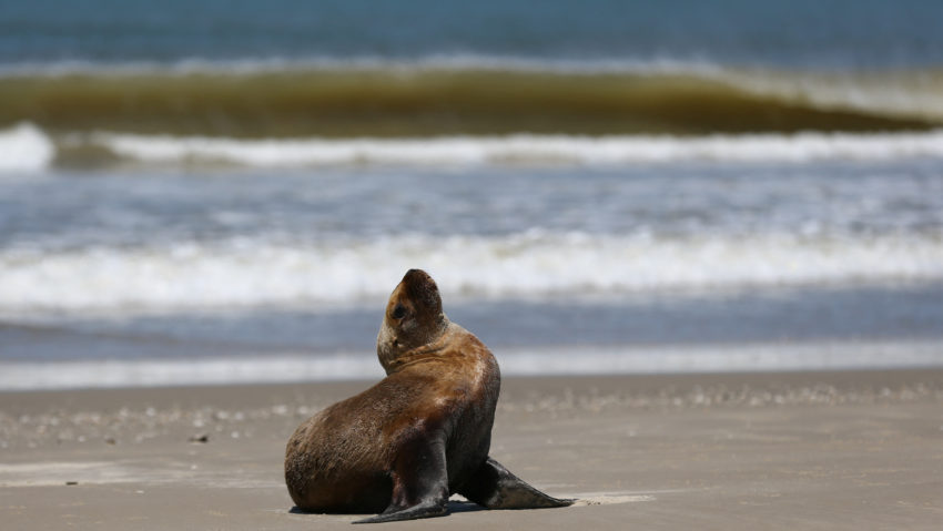 leu de mare reuters