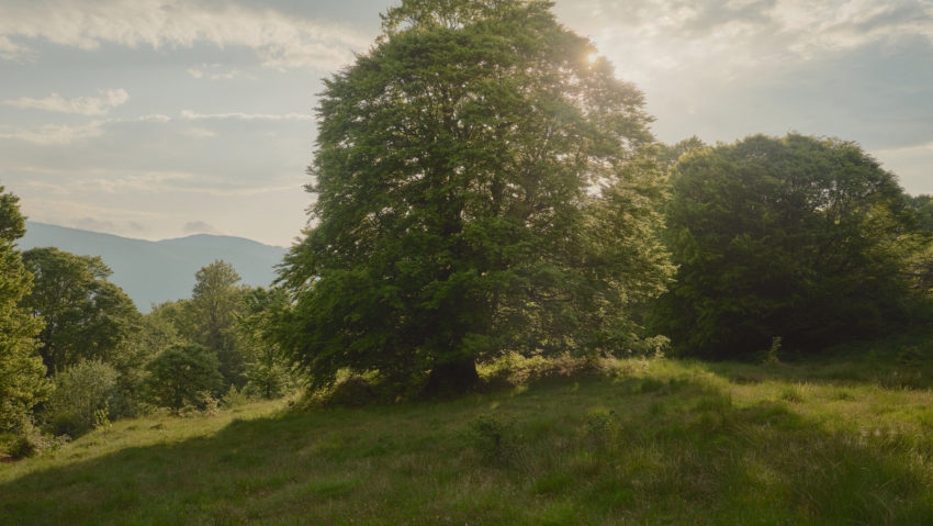 padurea cu povesti nemuritoare facebook conservation catpathia