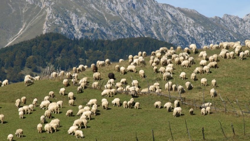 Transhumanța, în patrimoniul UNESCO