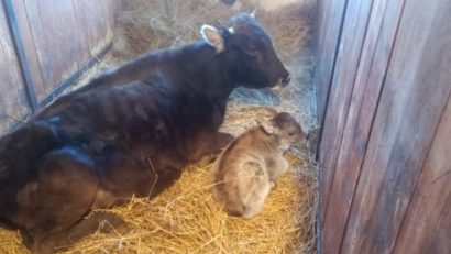 Program de salvare a rasei de vaci „mocănița”, la Zoo Târgu Mureș