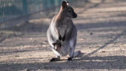 Cangur pitic, născut în captivitate la Zoo Craiova