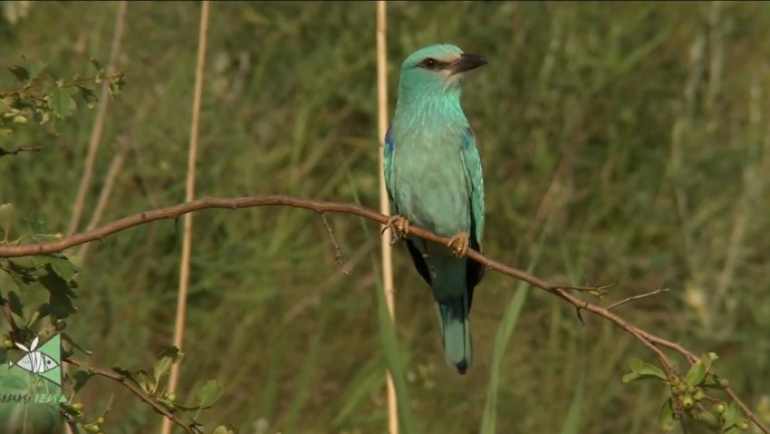 Cuiburi artificiale pentru dumbrăvence, în Delta Dunării