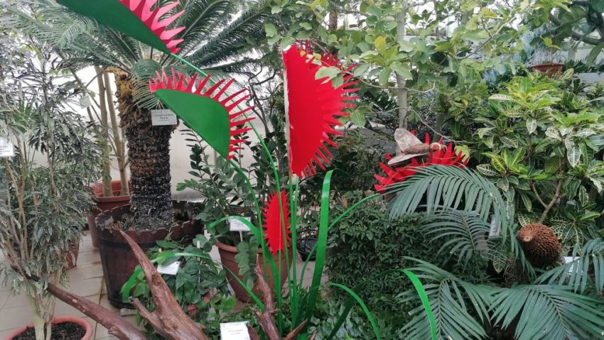 Expoziție de plante exotice, la Grădina Botanică din Iași