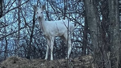 Căprioară albă, surprinsă pe Valea Porții din Bran