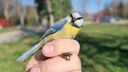 Ziua Păsărilor, sărbătorită la Agigea Bird Observatory