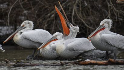 Emblematici pentru Delta Dunării, pelicanii creți au revenit în zonele de cuibărit