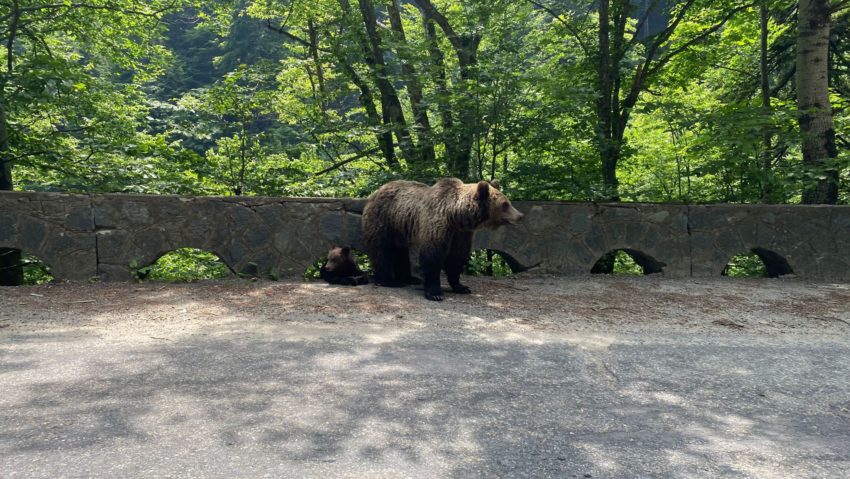 urs la marginea drumului