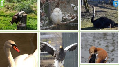 Ziua Internațională a Păsărilor, marcată la Zoo Brașov