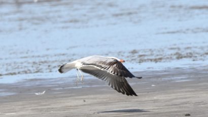 Specie de pescăruş mediteranean, observată în România