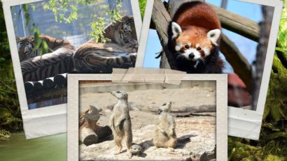 Ziua Mondială a Biodiversității va fi marcată la Grădina Zoologică din Brașov