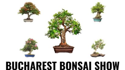 Bucharest Bonsai Show, în luna iunie