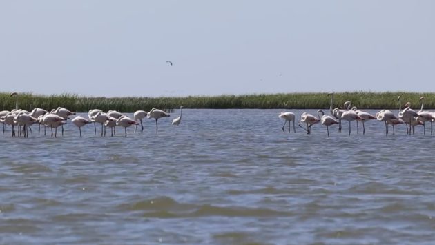 Păsările flamingo au revenit în Delta Dunării