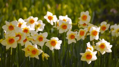 Alegerile anulează Festivalul Narciselor de la Vad