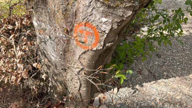 Se deschide sezonul de drumeţii pe Via Transilvanica