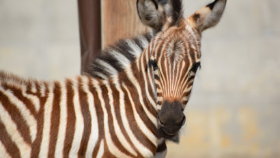 Puiul de zebră de la Zoo Brașov a fost adoptat