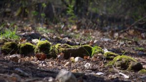 Brașovul va avea 2000 de hectare de pădure parc