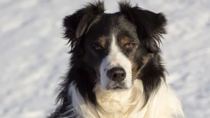 După 12 ani de activitate, câinele-salvamontist Helios se pensionează