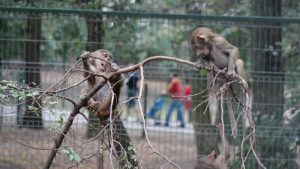 Acces gratuit la Zoo Târgu Mureş de 1 Iunie