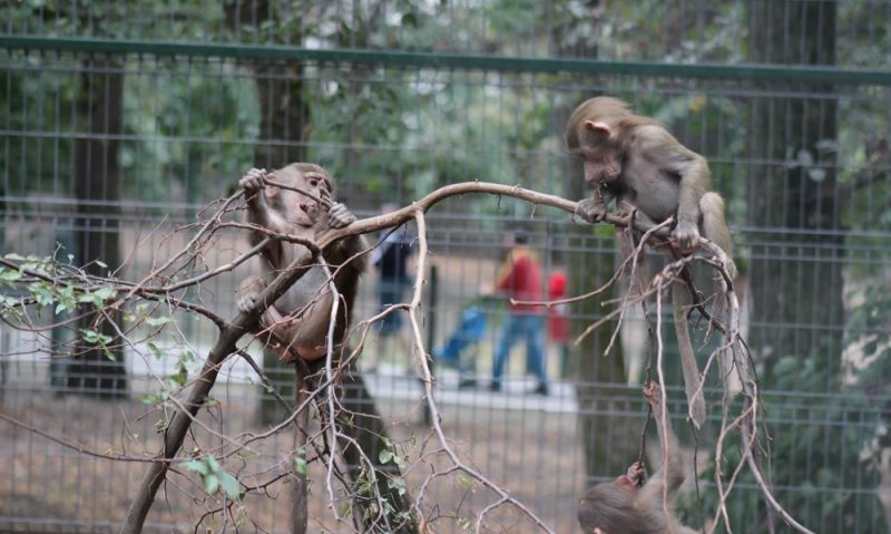 Acces gratuit la Zoo Târgu Mureş de 1 Iunie Acces gratuit la Zoo Târgu Mureş de 1 Iunie