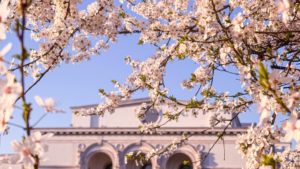 „Lacul lebedelor” revine pe scena Operei Naţionale Bucureşti