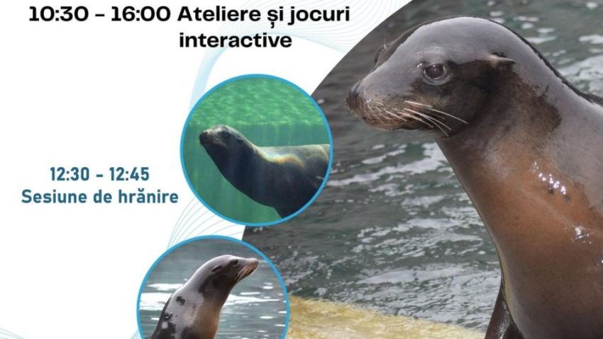Ziua Mondială a Leilor de Mare, sărbătorită la Zoo Brașov Ziua Mondială a Leilor de Mare, sărbătorită la Zoo Brașov