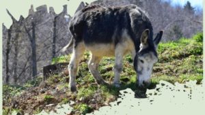 Ziua Mondială a Măgarului, marcată la Zoo Brașov