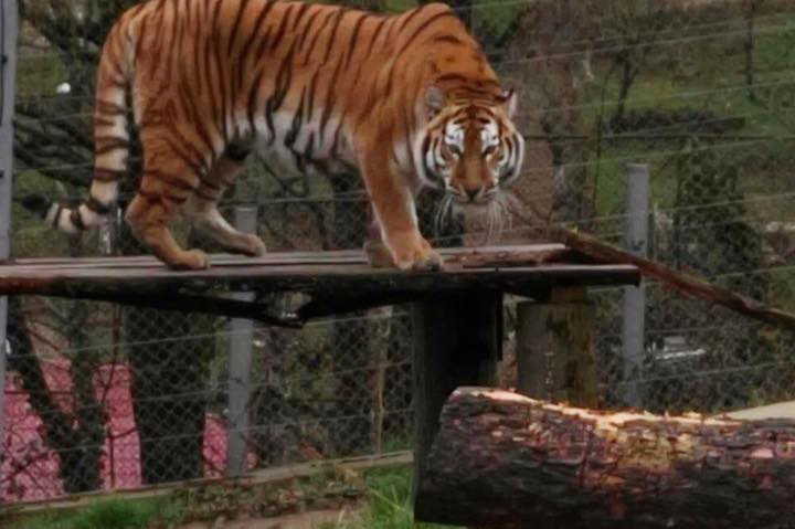 REȘIȚA: De ziua lor, copii au porți deschise la Zoo REȘIȚA: De ziua lor, copii au porți deschise la Zoo