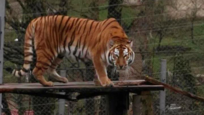 REȘIȚA: De ziua lor, copii au porți deschise la Zoo
