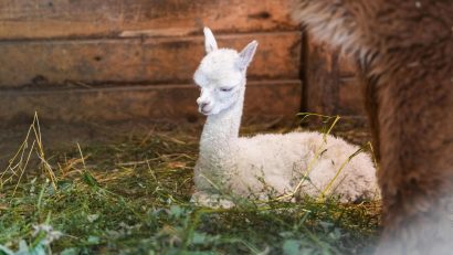 Un nou membru în familia Grădinii Zoologice din Craiova