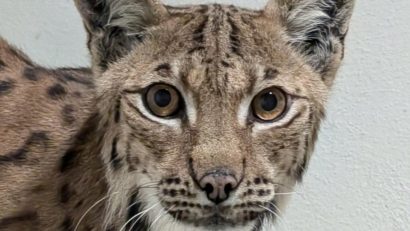 Ziua Internațională a Râsului va fi marcată la Zoo Brașov
