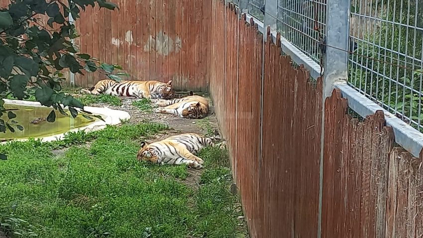 Ziua Internațională a Tigrului, marcată la Zoo Brașov Ziua Internațională a Tigrului, marcată la Zoo Brașov