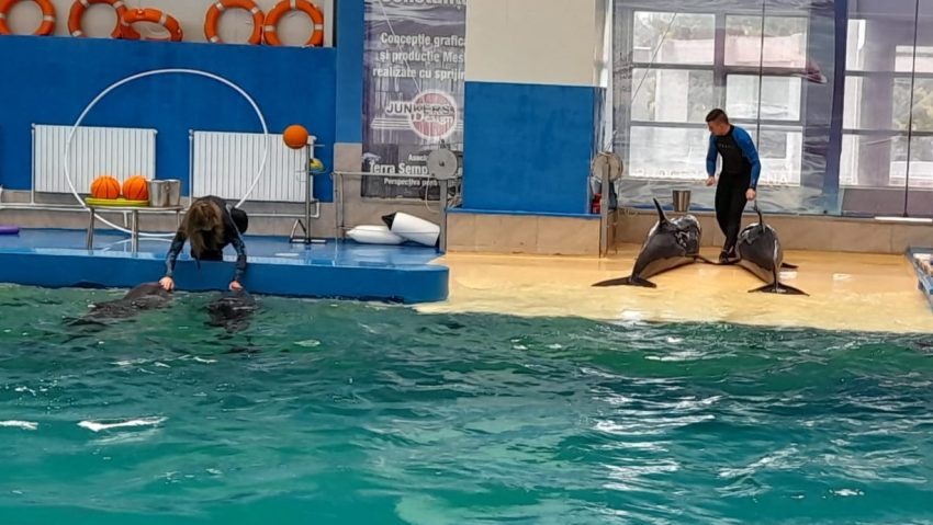 Complexul Muzeal de Științe ale Naturii Constanța va cumpăra noi delfini
