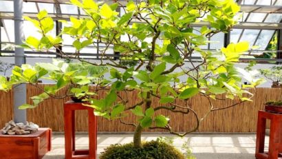 CLUJ-NAPOCA: Bonsai cu povești unice, la Grădina Botanică | AUDIO