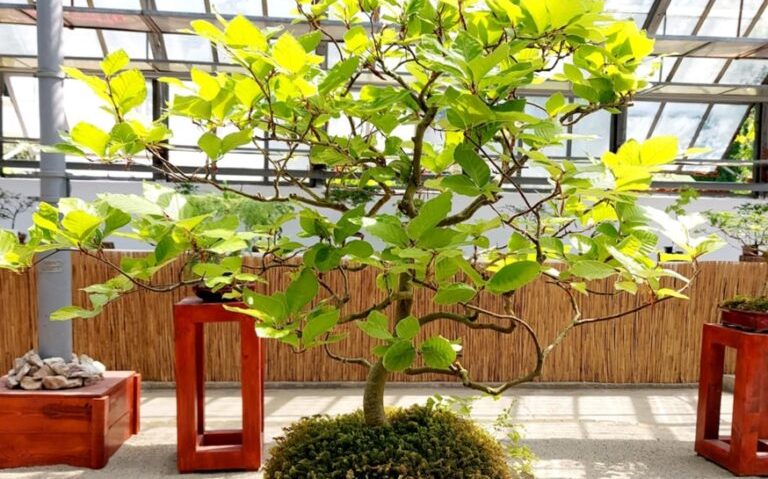 CLUJ-NAPOCA: Bonsai cu povești unice, la Grădina Botanică | AUDIO