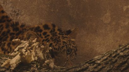 Două specii noi de animale, la Grădina Zoologică din Târgu Mureș