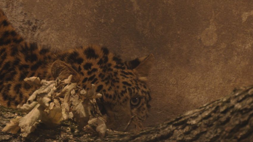 Două specii noi de animale, la Grădina Zoologică din Târgu Mureș Două specii noi de animale, la Grădina Zoologică din Târgu Mureș