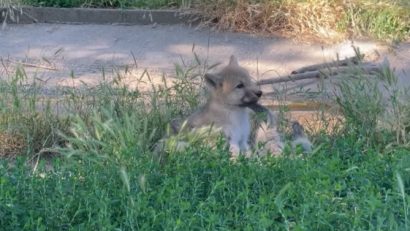Premieră la Zoo Oradea: S-au născut primii pui de lup arctic din România!