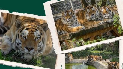 Ziua Internațională a Tigrului va fi sărbătorită la Zoo Brașov