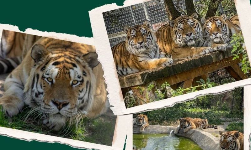 Ziua Internațională a Tigrului va fi sărbătorită la Zoo Brașov Ziua Internațională a Tigrului va fi sărbătorită la Zoo Brașov