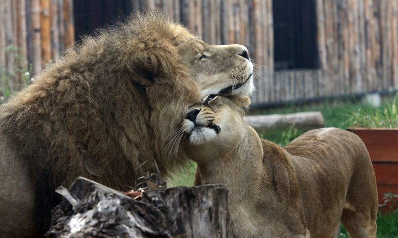 Grădina Zoologică din Bucureşti a fost redeschisă Grădina Zoologică din Bucureşti a fost redeschisă