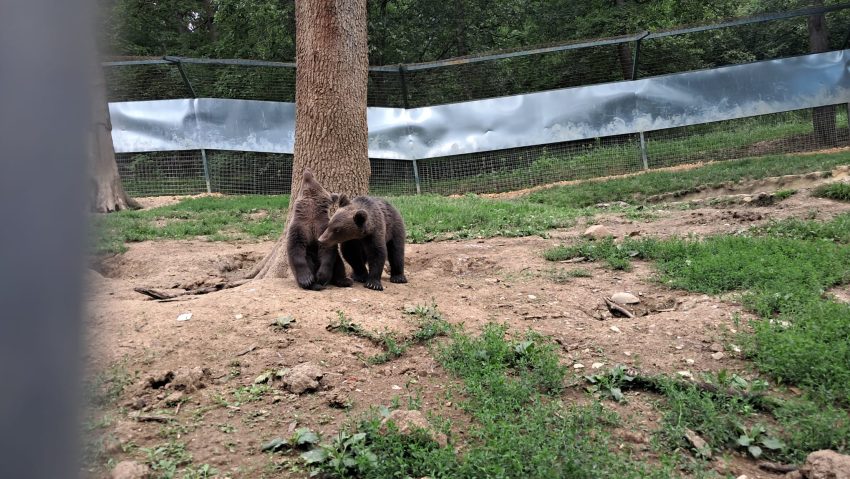 Un nou început pentru ursulețul Luci la Sanctuarul Libearty Un nou început pentru ursulețul Luci la Sanctuarul Libearty