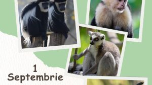 BRAȘOV: Ziua Internațională a Primatelor va fi sărbătorită la Grădina Zoologică