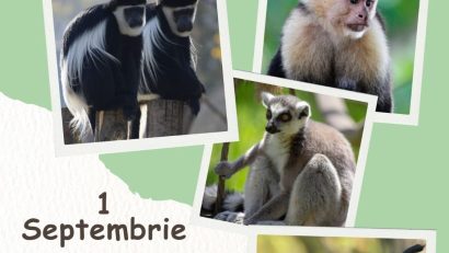 BRAȘOV: Ziua Internațională a Primatelor va fi sărbătorită la Grădina Zoologică