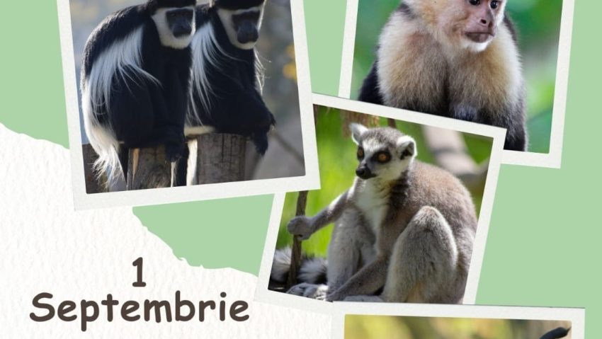 BRAȘOV: Ziua Internațională a Primatelor va fi sărbătorită la Grădina Zoologică