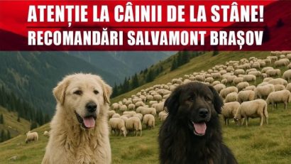 Atenţie la câinii de la stâne!