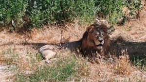 Ziua Mondială a Leului, sărbătorită la Grădina Zoologică Brașov