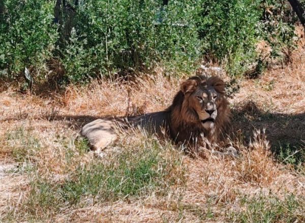 Ziua Mondială a Leului, sărbătorită la Grădina Zoologică Brașov Ziua Mondială a Leului, sărbătorită la Grădina Zoologică Brașov
