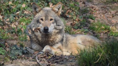 Ziua Internațională a Lupului, sărbătorită la Zoo Brașov